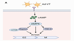 Ad-VT oncolytic adenovirus suppresses bladder cancer via cAMP-dependent AMPK-Raptor activation and G2/M arrest
